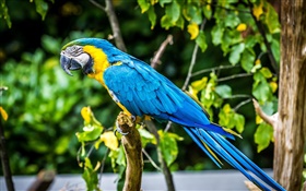 Schöne blaue Feder Papagei HD Hintergrundbilder