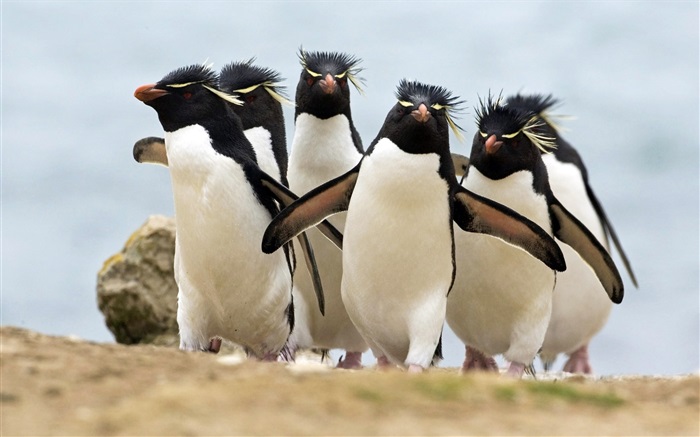 viele Pinguine Hintergrundbilder Bilder
