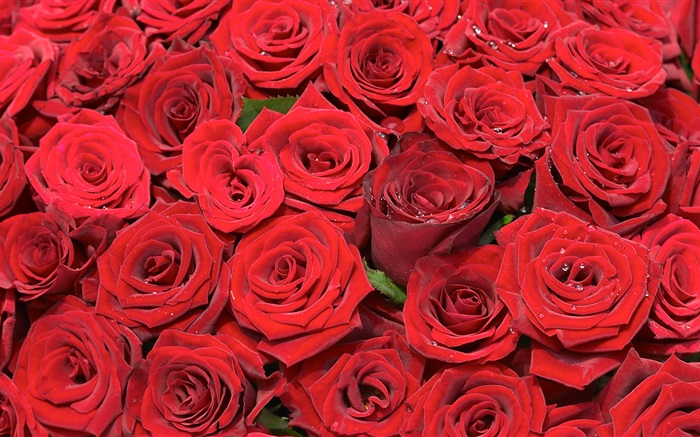 Viele rote Rosenblüten Hintergrundbilder Bilder