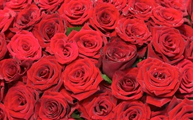 Viele rote Rosenblüten