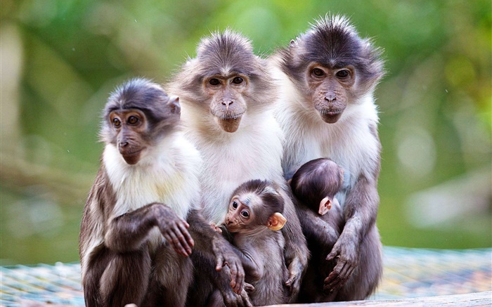 Affe Familie, Mutter, Baby- Hintergrundbilder Bilder