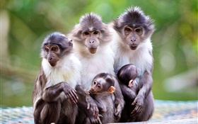 Affe Familie, Mutter, Baby- HD Hintergrundbilder