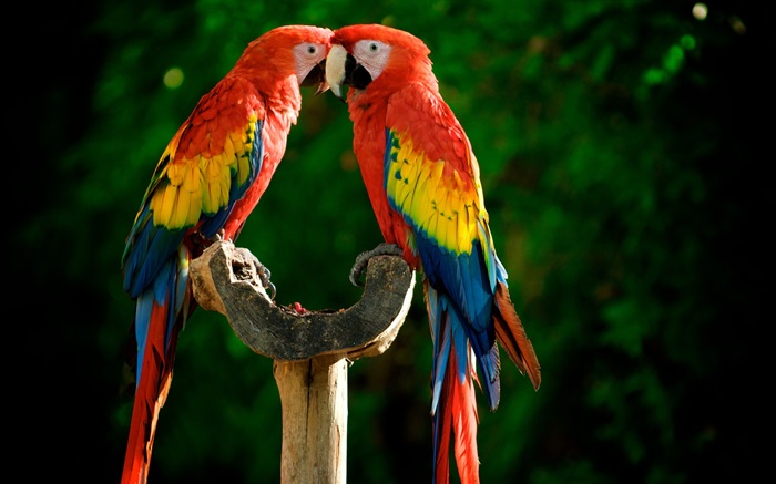 Ein Paar von Papageien Hintergrundbilder Bilder