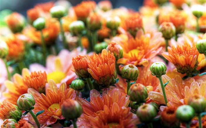 orange Gänseblümchen Blumen Hintergrundbilder Bilder