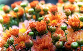 orange Gänseblümchen Blumen HD Hintergrundbilder