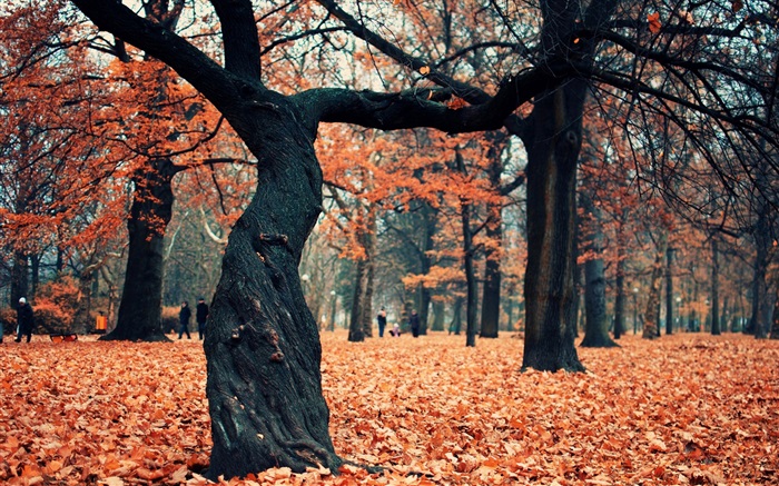 Park, Bäume, rote Blätter auf dem Boden Hintergrundbilder Bilder