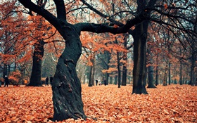 Park, Bäume, rote Blätter auf dem Boden