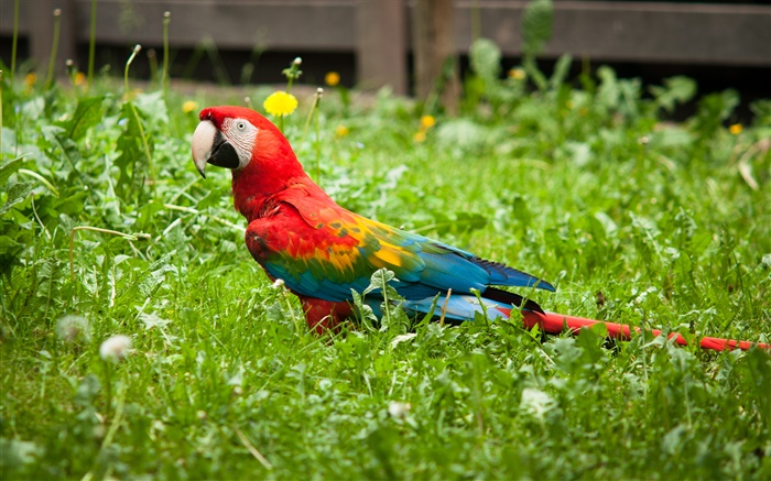 Papagei im Gras Hintergrundbilder Bilder