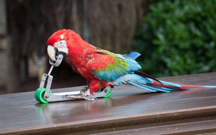 Papageienspiel Skateboarden Hintergrundbilder Bilder