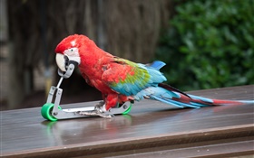 Papageienspiel Skateboarden