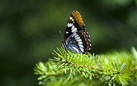 Pine Zweige, Schmetterling HD Hintergrundbilder