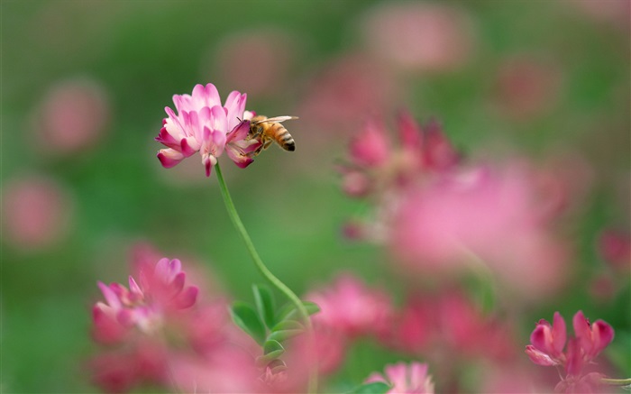 Rosa kleine Blumen, Biene Hintergrundbilder Bilder