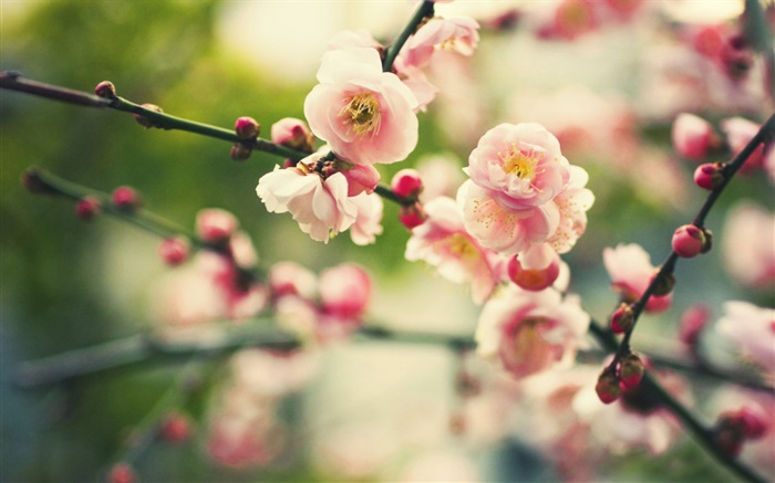 Rosa Pflaumenblüten, Bokeh Hintergrundbilder Bilder