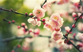 Rosa Pflaumenblüten, Bokeh HD Hintergrundbilder