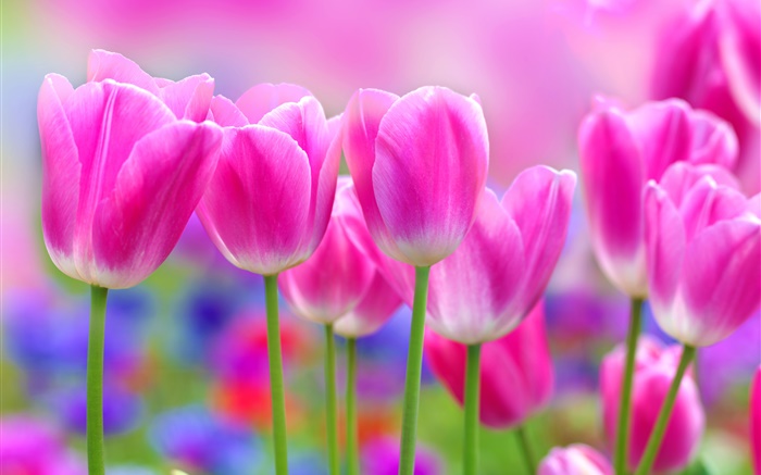 Rosafarbene Tulpen Blumen, Unschärfe Hintergrund Hintergrundbilder Bilder