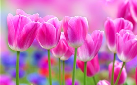 Rosafarbene Tulpen Blumen, Unschärfe Hintergrund HD Hintergrundbilder