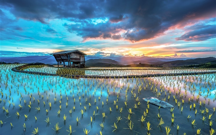 Plantage, Reis, Hütte, schöne asiatische Landschaft Hintergrundbilder Bilder