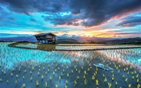 Plantage, Reis, Hütte, schöne asiatische Landschaft