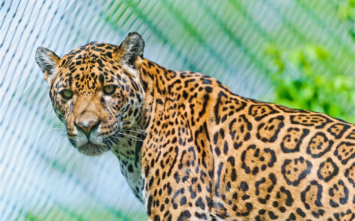 Predators, Jaguar, schauen Hintergrundbilder Bilder