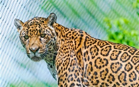 Predators, Jaguar, schauen HD Hintergrundbilder