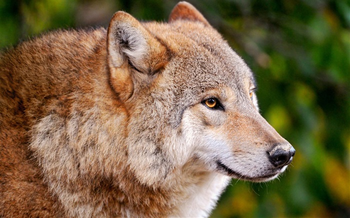 Predators, Wolf Hintergrundbilder Bilder