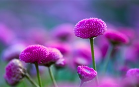 Lila Blumen und Fuzzy- HD Hintergrundbilder