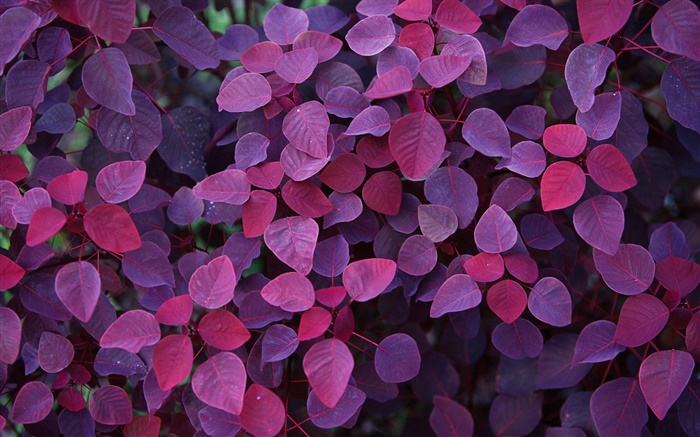 Lila Blätter, Pflanzen Hintergrundbilder Bilder