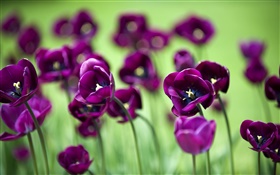Lila Tulpe Blumen, grünen Hintergrund HD Hintergrundbilder