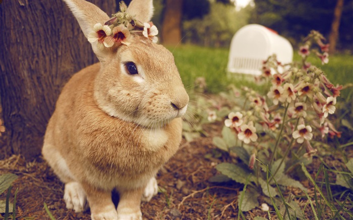 Kaninchen und Blumen Hintergrundbilder Bilder