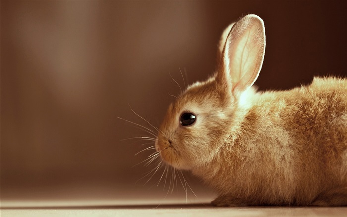 Kaninchen Nahaufnahme Hintergrundbilder Bilder