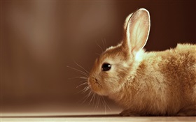 Kaninchen Nahaufnahme HD Hintergrundbilder
