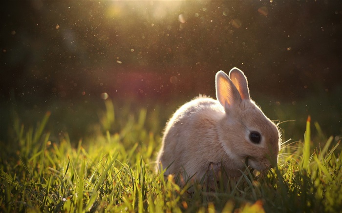 Kaninchen Beweidung Hintergrundbilder Bilder