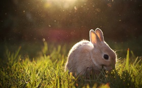 Kaninchen Beweidung HD Hintergrundbilder