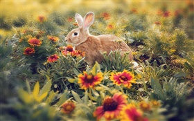 Kaninchen in den Blumen versteckt