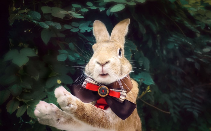 Kaninchen mit Krawatte Hintergrundbilder Bilder