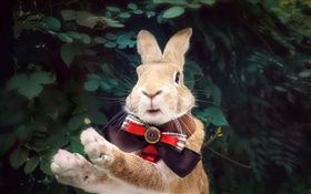 Kaninchen mit Krawatte HD Hintergrundbilder