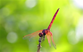 rote Libelle HD Hintergrundbilder