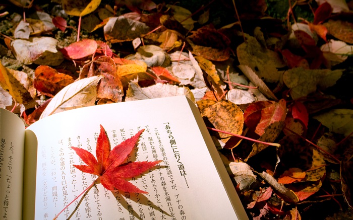 Rote Blätter, Japanisches Buch Hintergrundbilder Bilder