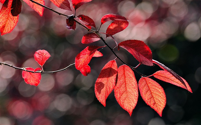Rote Blätter unter der Sonne Hintergrundbilder Bilder