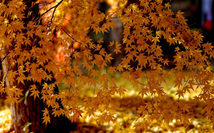 Red Ahornblätter, Baum, Herbst Hintergrundbilder Bilder