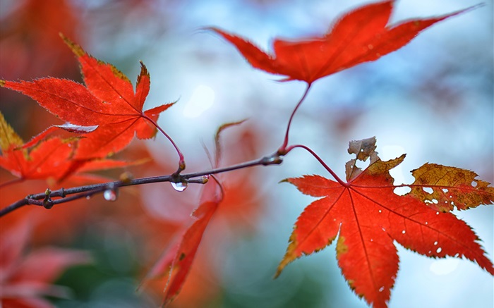 Red Ahornblätter, Wassertropfen Hintergrundbilder Bilder