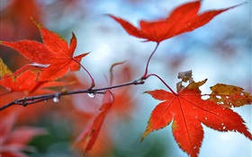Red Ahornblätter, Wassertropfen HD Hintergrundbilder