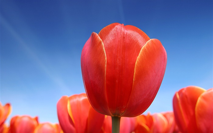 Rote Tulpe Blume close-up, blauer Himmel Hintergrundbilder Bilder