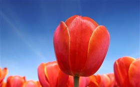 Rote Tulpe Blume close-up, blauer Himmel HD Hintergrundbilder