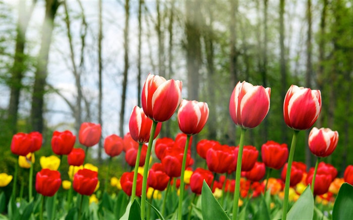 Rote Tulpe Blumen Hintergrundbilder Bilder