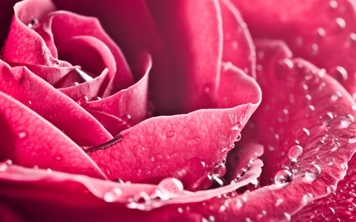 Rose Blume Nahaufnahme, Blütenblätter, Wassertropfen Hintergrundbilder Bilder