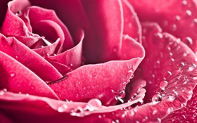 Rose Blume Nahaufnahme, Blütenblätter, Wassertropfen HD Hintergrundbilder