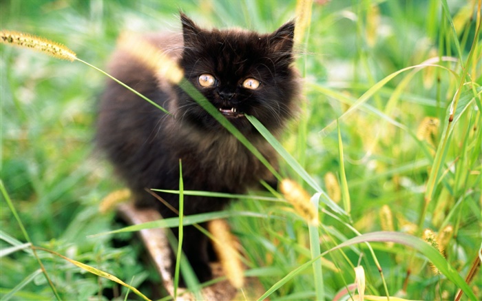 Kleines schwarzes Kätzchen im Gras Hintergrundbilder Bilder