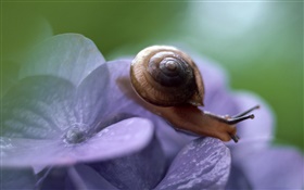 Weinbergschnecke, blauen Blüten HD Hintergrundbilder