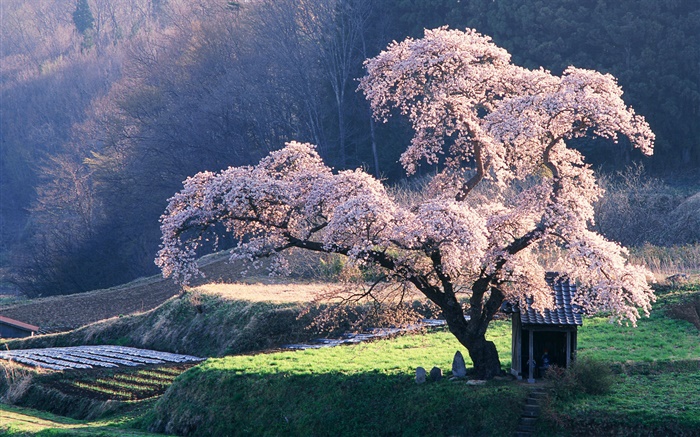 Frühjahr Kirschbaum Hintergrundbilder Bilder